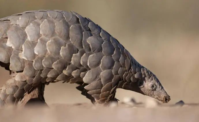 我國(guó)“十四五”將加強(qiáng)野生動(dòng)植物保護(hù)