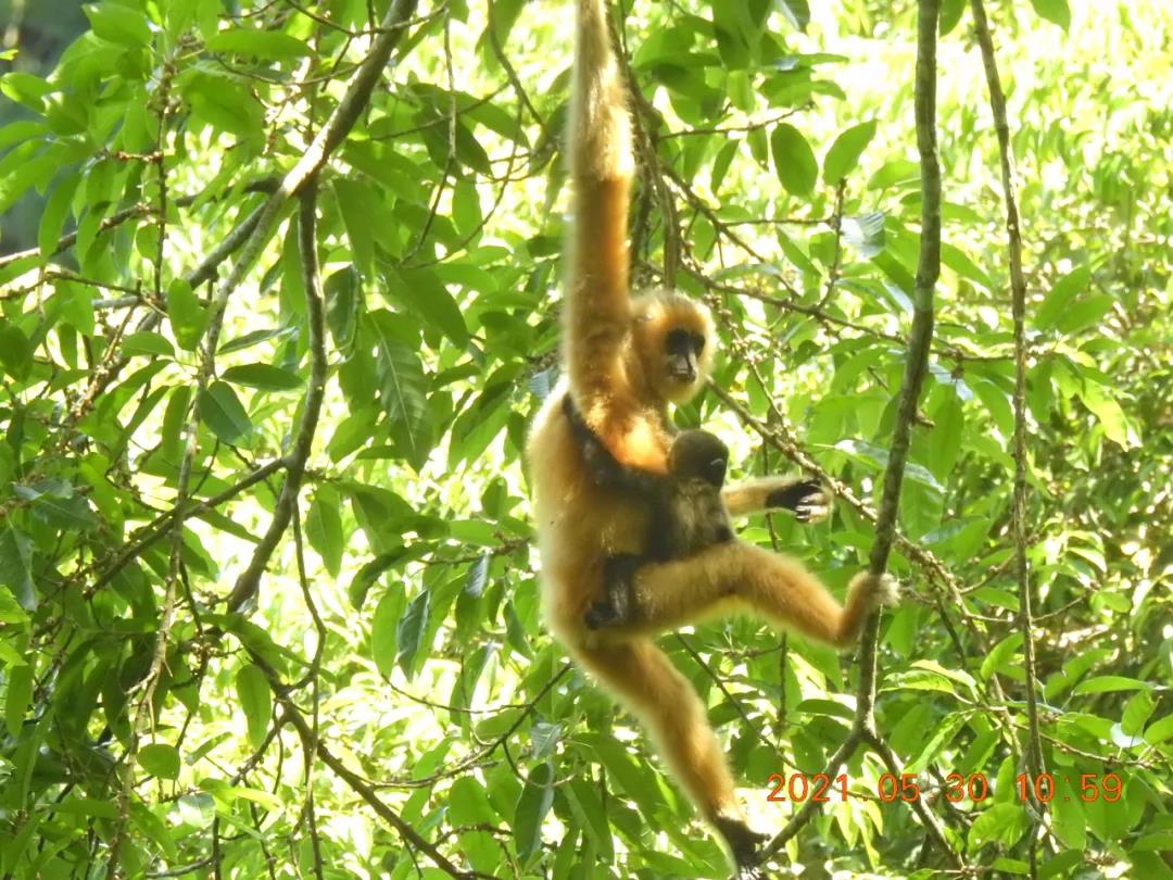保護(hù)生物多樣性的“中國(guó)案例”獲多國(guó)生態(tài)專家點(diǎn)贊