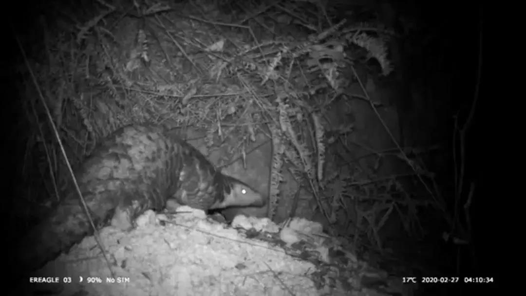 2997585fffd9868fed748f25c319edd8.jpg 中華穿山甲.jpg