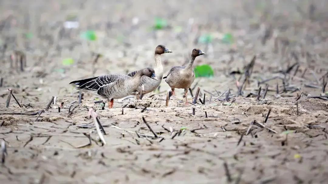 4456a5224fb3339bd7a4a3143fdd4718.jpg 短嘴豆雁.jpg