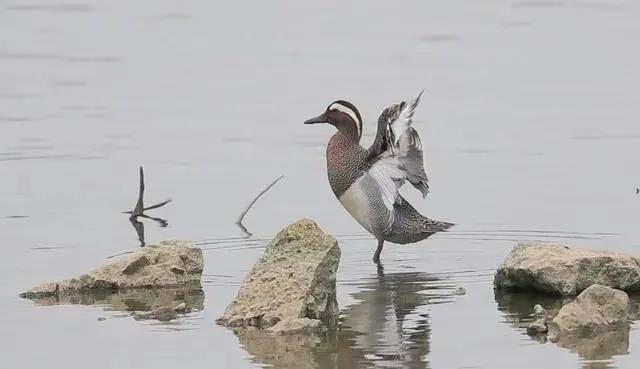 7632234822f34f61ac96e0452d38964b.jpg 白眉鴨.jpg