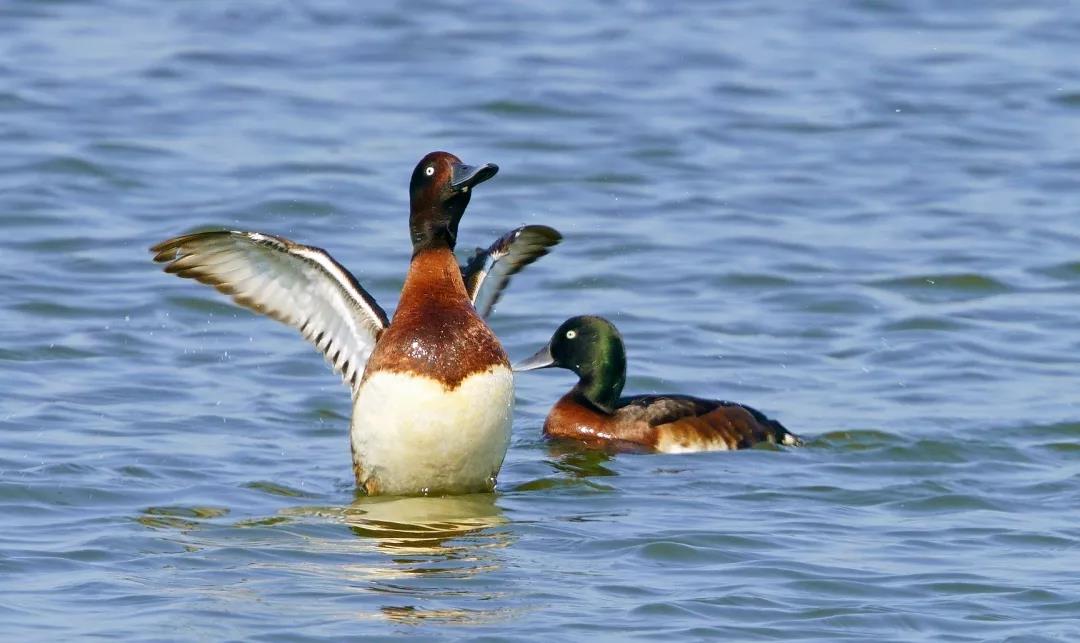 神奇生物大盤點(diǎn)！近兩年廣東出現(xiàn)的物種新記錄有這么多…