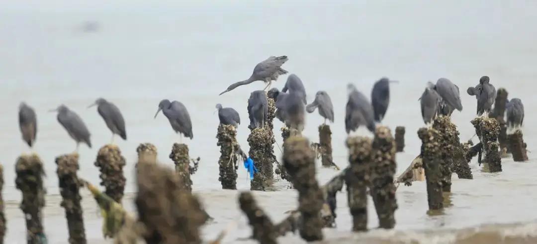 91b62a44cf22ec0d7cd57788d1929f87.jpg 巖鷺群.jpg