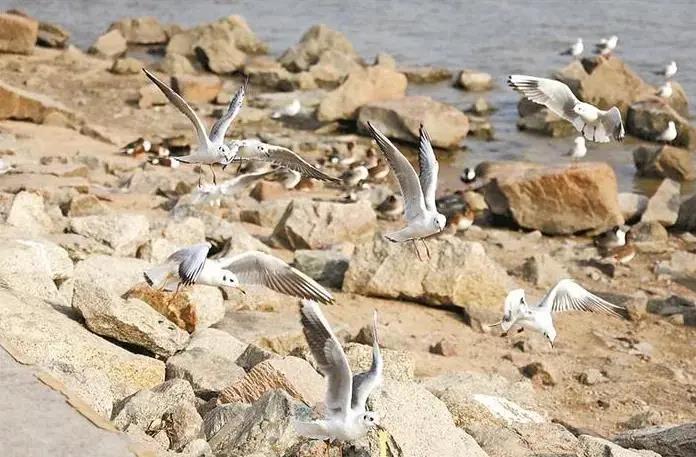 深圳迎來觀鳥賞魚最佳季節！