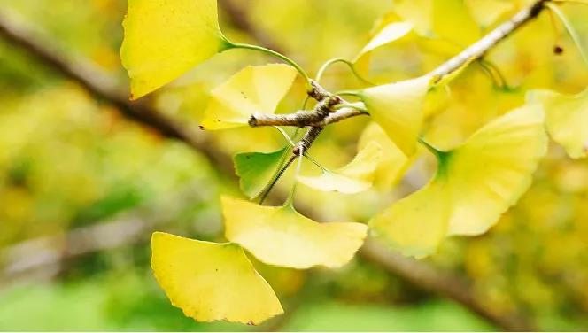 速來打卡“銀杏染秋”，韶關南雄銀杏文化旅游季開啟！