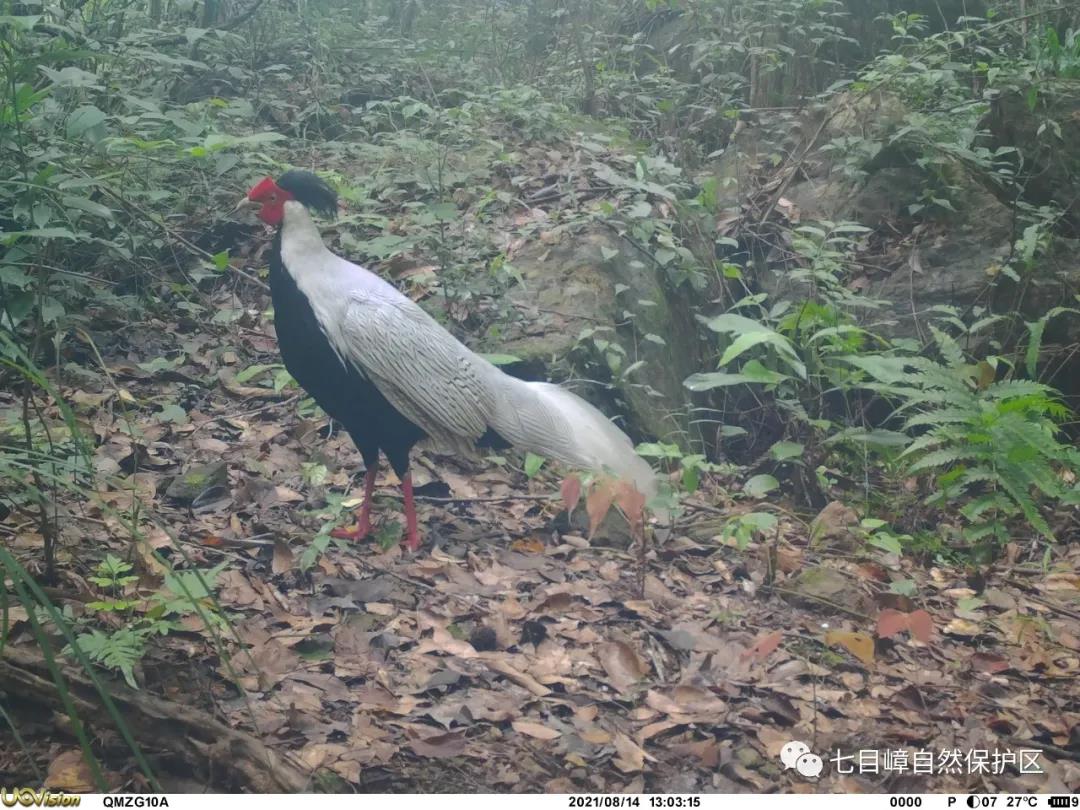 4172fdcc573ca802c1bd74fb61e53256.jpg 007.jpg