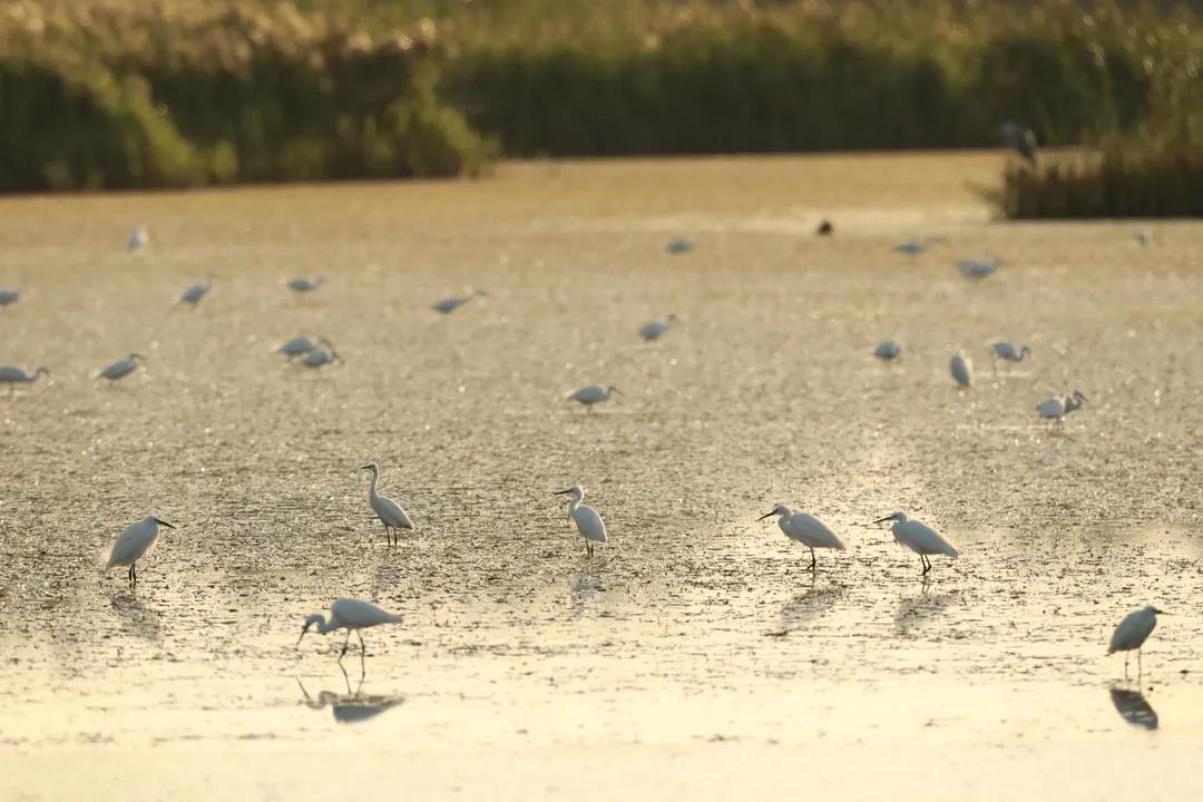 我國首次對(duì)保護(hù)濕地立法！將實(shí)行濕地面積總量管控