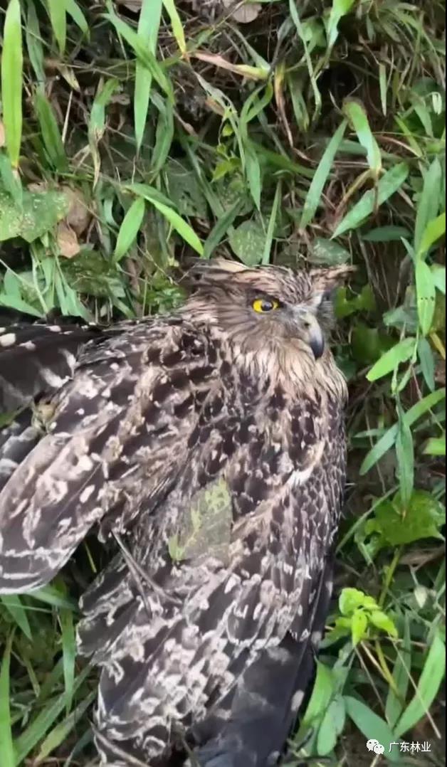 ffb4529bc2362c64807f1255ef29e60b.jpg 001.jpg