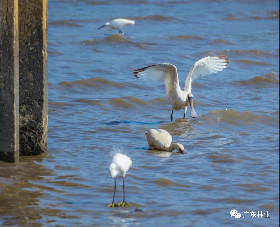新年“驚喜”！東莞兩年后再發(fā)現(xiàn)黑臉琵鷺