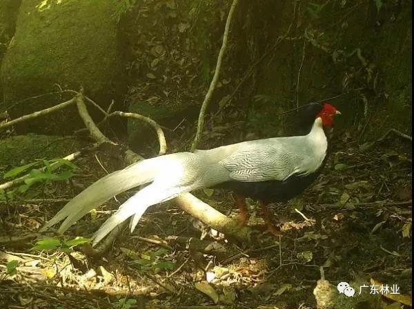 小靈貓、豹貓等“國保”動物現(xiàn)身東源康禾保護區(qū)！