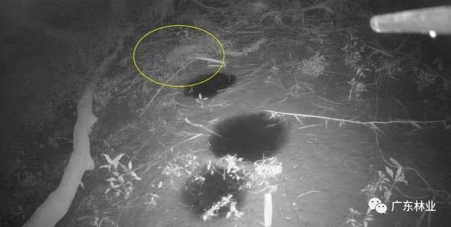 07bf8fc9971a24eafff7988a1b3b87af.jpg 002.jpg