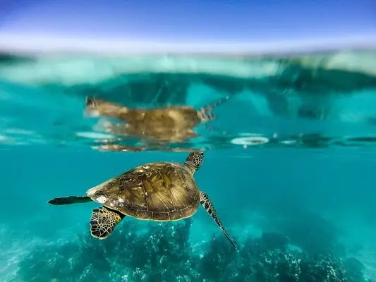 嶺南之南④丨探訪廣東“海龜產房”：小海龜破殼第一秒就面臨生死考驗！