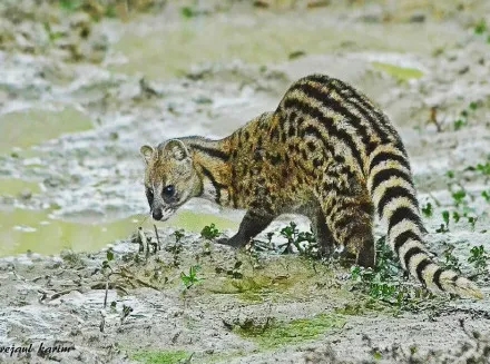 珍貴影像曝光！珠海淇澳島小靈貓首次“帶娃”亮相！